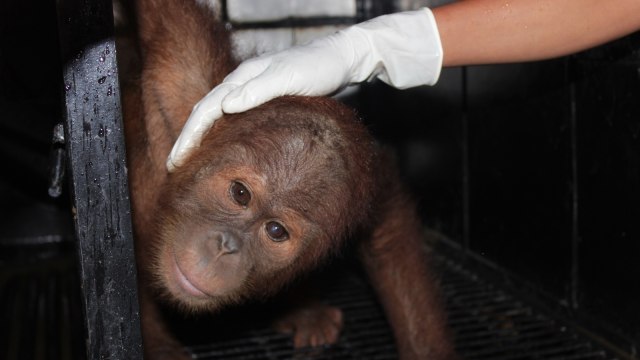 Orang Utan diselamatkan di Aceh (Foto: Ade Nurhaliza/kumparan)