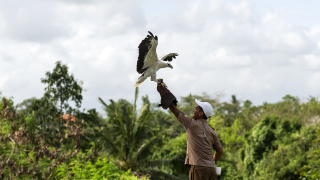 Pelatih hewan menyentuh dengan burung elang laut. Foto: ANTARA FOTO/Ismar Patrizki