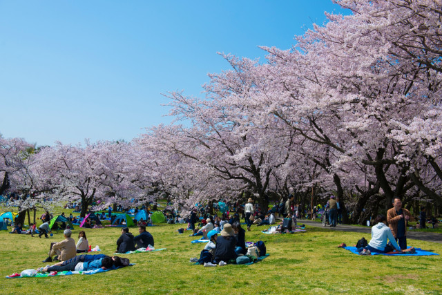 Hanami (Foto: Shutterstock)