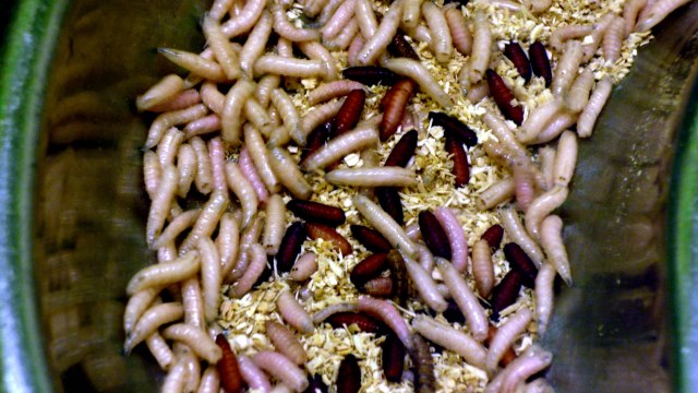 Larva Lalat Membuat Luka Sembuh Lebih Cepat