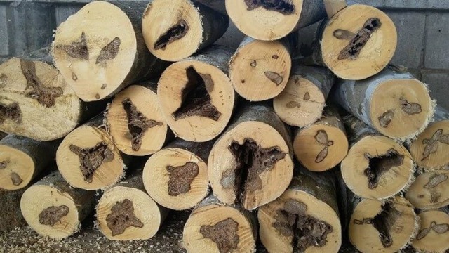 Mengenal Kayu Gaharu, Kayu Mahal Asli Indonesia yang Mendunia