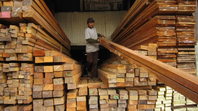 Mengenal Kayu Gaharu, Kayu Mahal Asli Indonesia yang Mendunia (8)