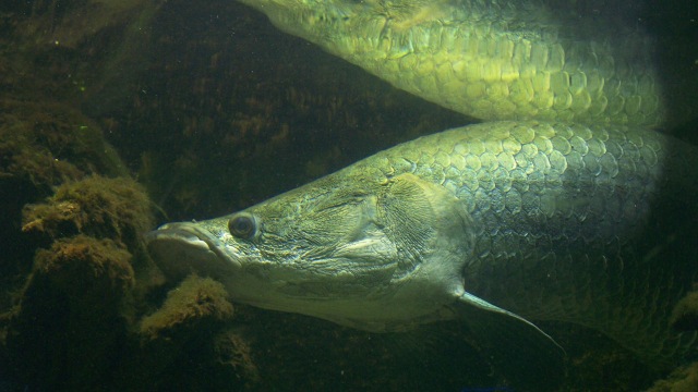 Arapaima gigas. (Foto: T.Voekler via Wikimedia Commons)