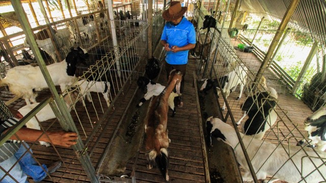 Peternak memberi makan kambing di Sentra Ternak (Foto: ANTARA FOTO/Rahmad)