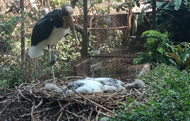 Dua Ekor Anak Bangau Tongtong Tambah Koleksi Kebun Binatang Bandung