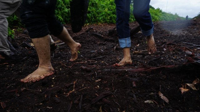 Rawa Tripa, Aceh. (Foto: Zuhri Noviandi/kumparan)