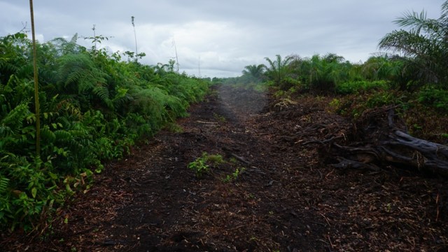 Rawa Tripa, Aceh. (Foto: Zuhri Noviandi/kumparan)