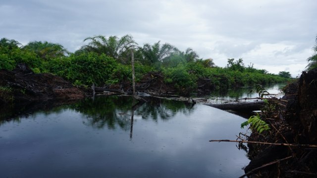 Rawa Tripa, Aceh. (Foto: Zuhri Noviandi/kumparan)