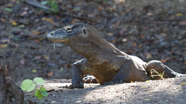 Komodo yang Merasa Terganggu. (Foto: Flickr/Mark Rosenstein)