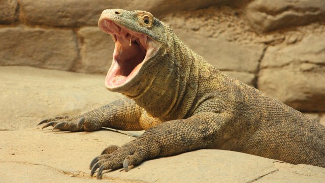 Ilustrasi Komodo Lapar. (Foto: Flickr/Doug Zeiser)
