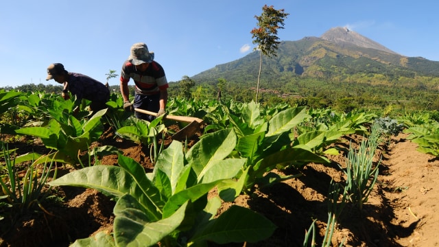 Lahan pertanian tumpang sari (Foto: ANTARA FOTO/Aloysius Jarot Nugroho)