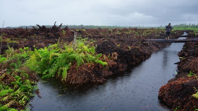 Rawa Tripa, Aceh. (Foto: Zuhri Noviandi/kumparan)