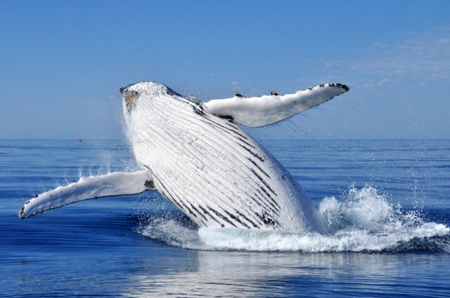 Paus di South West (Foto: Tourism Western Australia)