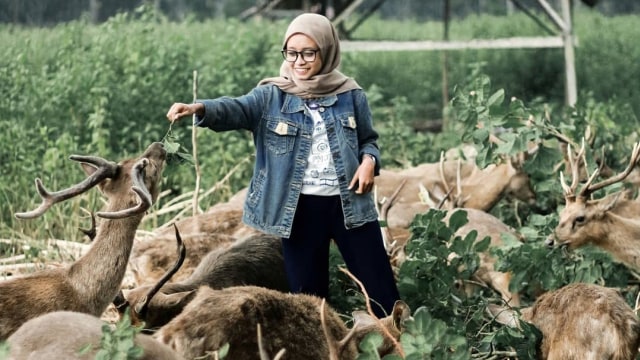 Maliran Deer Feeding (Foto: Instagram/@popyauliaa)
