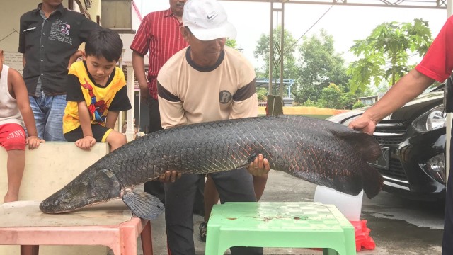 Ikan Arapaima gigas (Foto: Riska Darmawanti/Facebook)