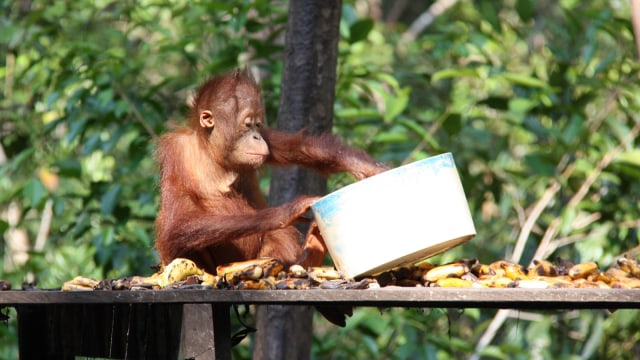 Orang Utan di Tanjung Puting. (Foto: Flickr/Chris&Steve (cands))