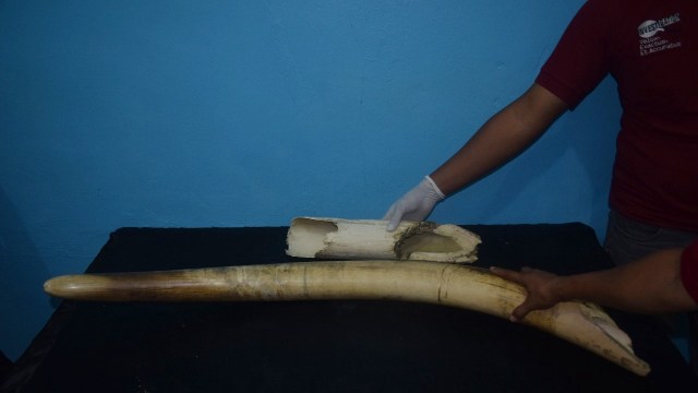 Gading bunta (Foto: Dok zamzami ali)