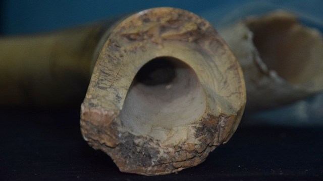 Gading bunta (Foto: Dok zamzami ali)