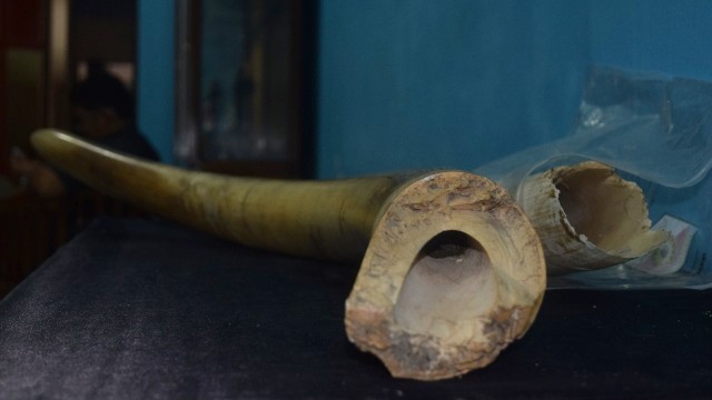 Gading bunta (Foto: Dok zamzami ali)