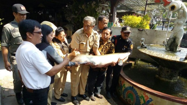Nelayan Temukan Ikan Predator Arapaima di Sungai Rolak Surabaya (Foto: Istimewa)