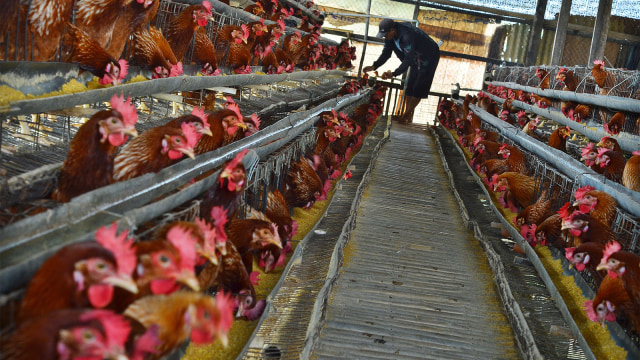 Pekerja mengambil telur ayam di peternakan ayam Kampung Buninegara. (Foto: ANTARA FOTO/Adeng Bustomi)
