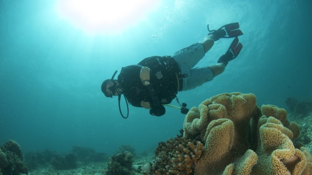 Setidaknya ada 1.500 spesies ikan, 537 spesies koral, dan 699 hewan tidak bertulang belakang yang menghuni bawah laut surga bawah laut ini.  (Foto: dok : Flickr / Rachel Lee Horsfield)