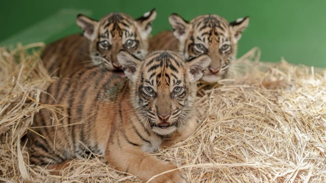 Melihat 3 Bayi Harimau Sumatera di Bali Zoo 