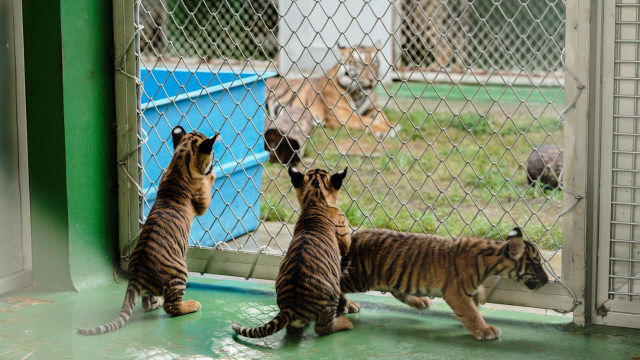 Melihat 3 Bayi Harimau Sumatera di Bali Zoo  (1)