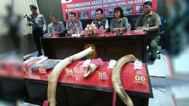 Petugas kepolisian menunjukan barang bukti gading gajah milik bunta,  gajah jinak penghuni Conservation Response Unit (CRU) Desa Bunin. (Foto: Zuhri Noviandi/kumparan)