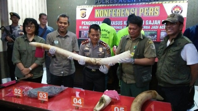 Petugas kepolisian menunjukan barang bukti gading gajah milik bunta,  gajah jinak penghuni Conservation Response Unit (CRU) Desa Bunin. (Foto: Zuhri Noviandi/kumparan)