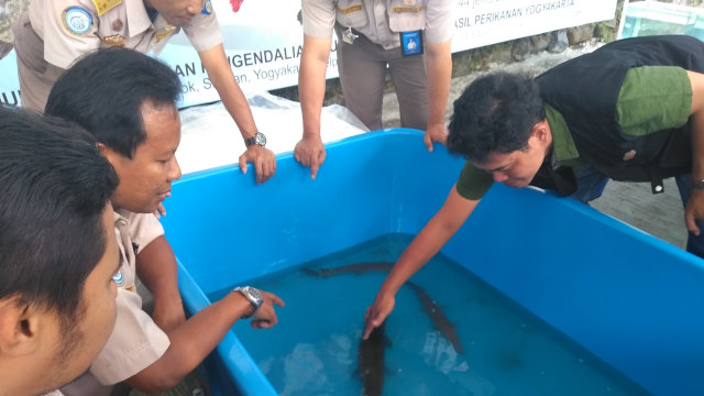 Penyerahan ikan berbahaya di Badan Karantina Ikan, Pengendalian Mutu dan Keamanan Hasil Perikanan (BKIPM) Yogyakarta. (Foto: Arfiansyah Panji/kumparan)