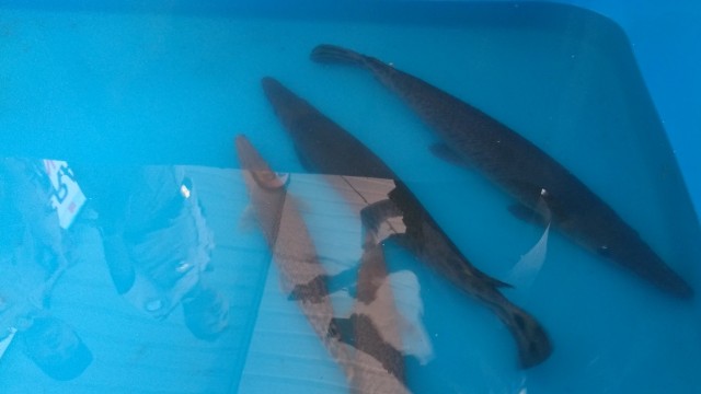 Warga Yogya Serahkan Ikan Aligator ke Balai Karantina ...