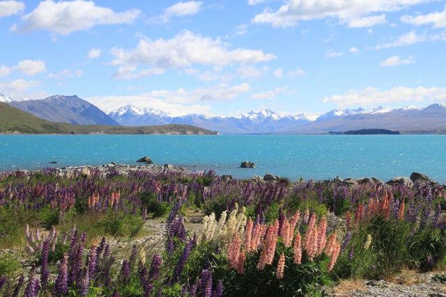 Lanskap Indah Danau Tekapo (Foto: Flickr / BY Chu)