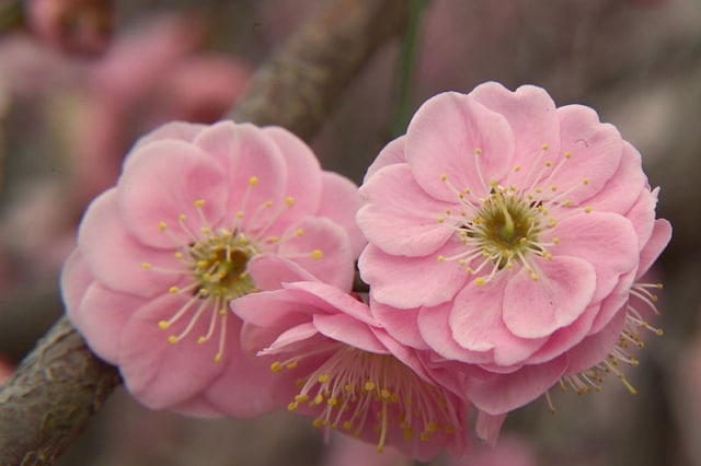 Berbagai Bunga di Jepang selain Sakura yang Instagramable (1)