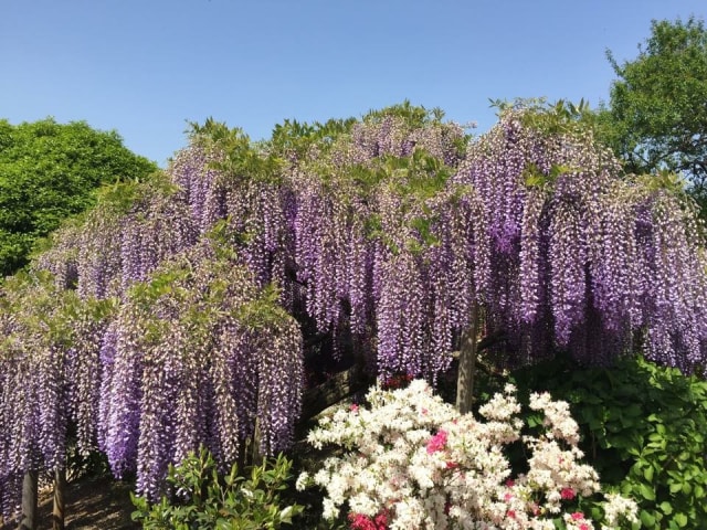 Berbagai Bunga di Jepang selain Sakura yang Instagramable (3)