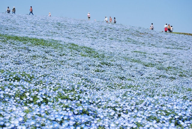 Berbagai Bunga di Jepang selain Sakura yang Instagramable (4)