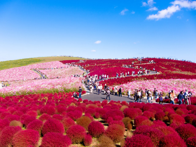 Berbagai Bunga di Jepang selain Sakura yang Instagramable (9)