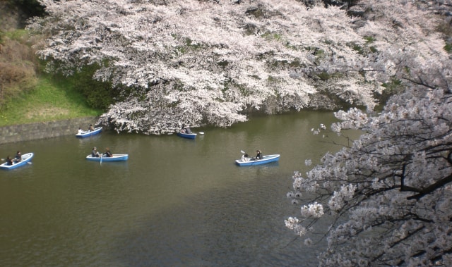 Berbagai Bunga di Jepang selain Sakura yang Instagramable