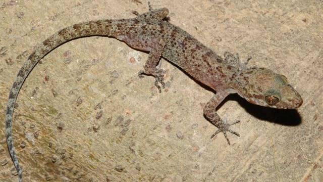 Cicak Cyrtodactylus tanahjampea (Foto:  Dok. Jmmy A. McGuire)