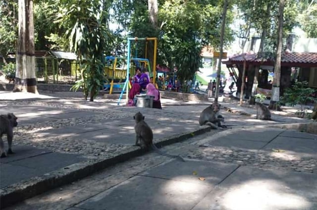 Sering Serang Pengunjung, Kera di Wisata Bektiharjo akan Dibikinkan Kandang