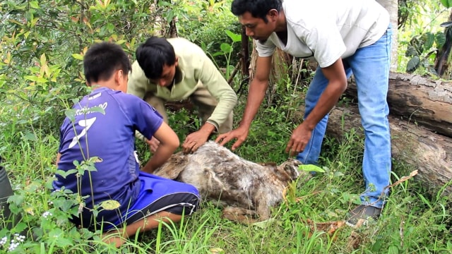 Puluhan Kambing di Lereng Gunung Slamet Mati Misterius