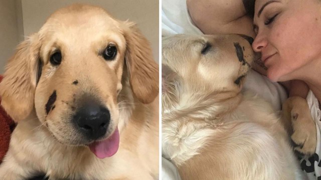 Aksi Heroik Seekor Anjing Yang Menyelamatkan Pemiliknya Dari Gigitan Ular (1)