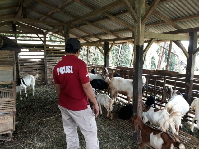 Penyerang Kambing Warga Lereng Gunung Slamet Diduga Anjing Pemburu