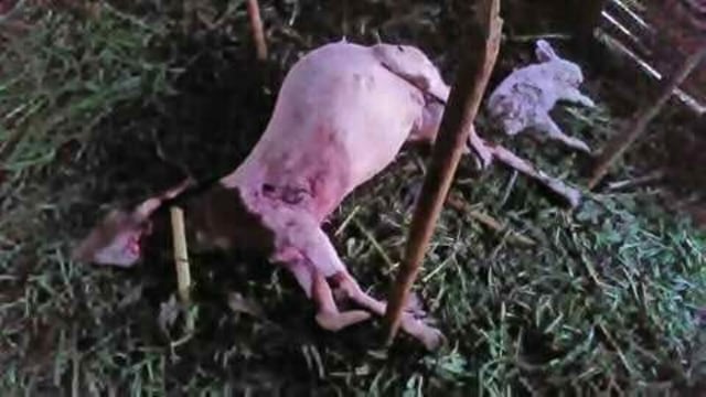 Penyerang Kambing Warga Lereng Gunung Slamet Diduga Anjing Pemburu (1)