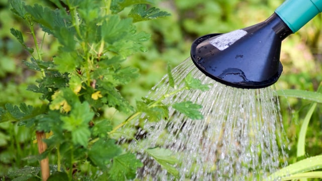 Ilustrasi menyiram tanaman (Foto: annawaldl/Pixabay)