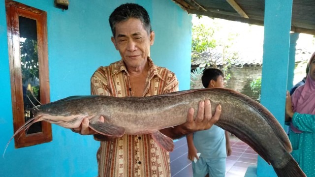 Ikan Lele raksasa. (Foto: Facebook/ Shofwan Hady Hady)