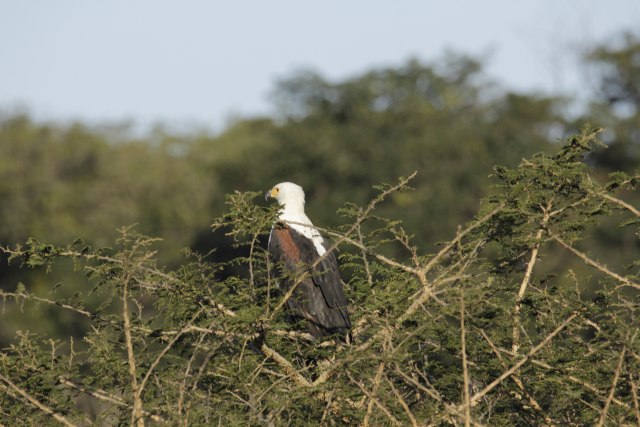 Nyaringnya Kicauan Burung di Hutan Kota Harare Zimbabwe