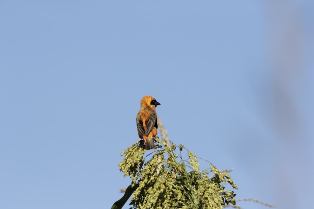 Nyaringnya Kicauan Burung di Hutan Kota Harare Zimbabwe (1)