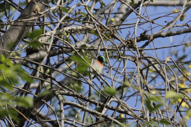Nyaringnya Kicauan Burung di Hutan Kota Harare Zimbabwe (2)