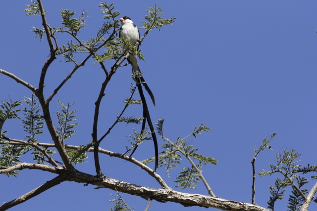 Nyaringnya Kicauan Burung di Hutan Kota Harare Zimbabwe (3)